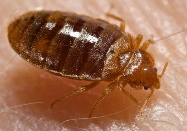 Best Bed Bug Removal Services in Navi Mumbai